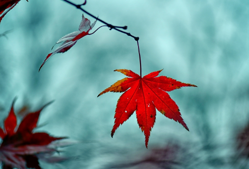 1702727661644304.png image.png