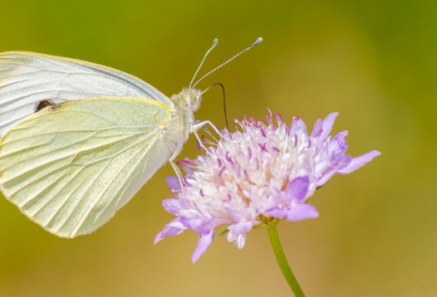 ​秦穆公尝出而亡其骏马故事有什么启示