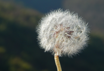 ​左宗棠下棋的故事 左宗棠如何收复新疆