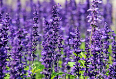 ​神仙眷侣郭靖黄蓉的爱情故事