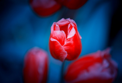 ​政治家商鞅的妻子是谁 商鞅与白雪的故事