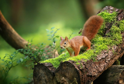 ​武承嗣营求为太子的故事