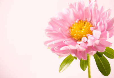 ​青蛇和法海的故事表达何种内容