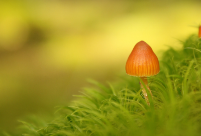 ​众神之神姜子牙和筷子的故事