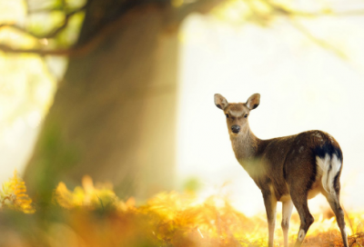 ​王巨君王莽赶刘秀的故事概述