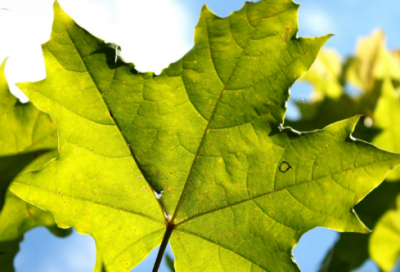 ​铁中棠与独孤残交战的故事