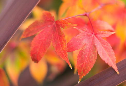 1702748072310112.png image.png