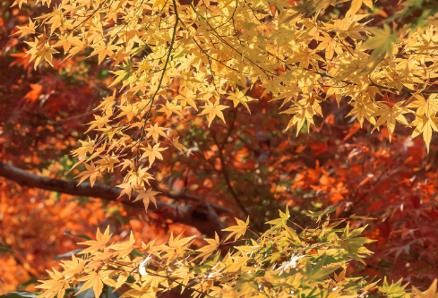 1702748239262620.png image.png