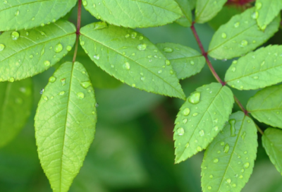 ​白起拔郢的故事 展示白起独特的兵法