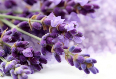 ​有关羊的神话故事