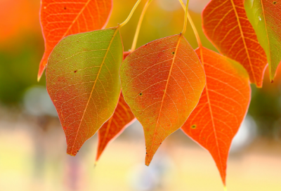 ​恒娘和柳长言的故事 柳长言和陶恒的女儿