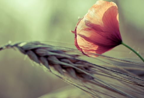 1702755427752105.png image.png