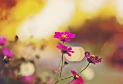 ​地孤星汤隆赚徐宁上山的故事