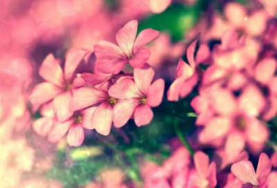 ​美国马丁路德金有什么著名的故事