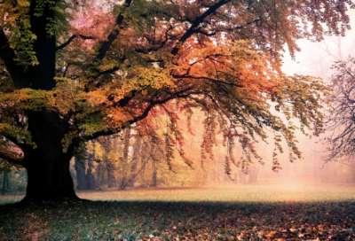 ​中国古代经典寓言故事   四字成语寓言