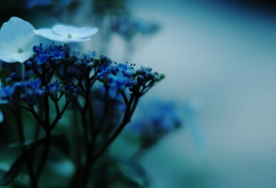 ​子贡的语言艺术怎么样 子贡的故事赏析