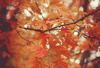 ​黄药师与冯蘅的爱情故事