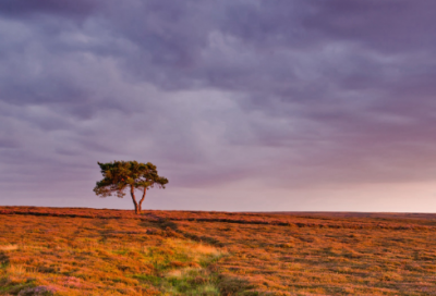 ​宙斯和伽倪墨得斯的故事