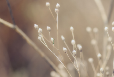 ​杨朱的故事:杨朱之狗以及杨朱哭歧路