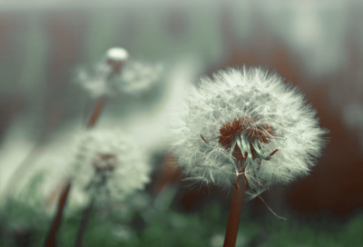 ​骆宾王创作咏鹅的故事