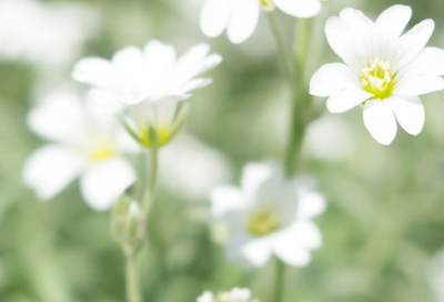 ​梨落与卡索的爱情故事