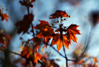 ​柏拉图关于麦穗的故事解析