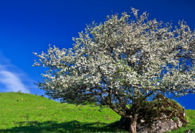 ​我与书的故事作文