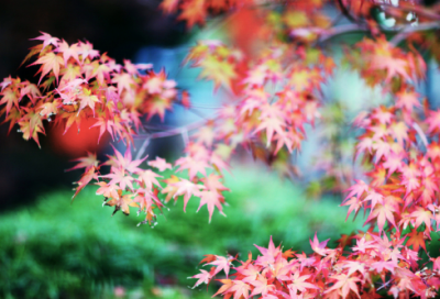 ​神医扁鹊的生平资料 扁鹊行医发生了什么故事