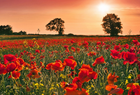 1702809526985208.png image.png