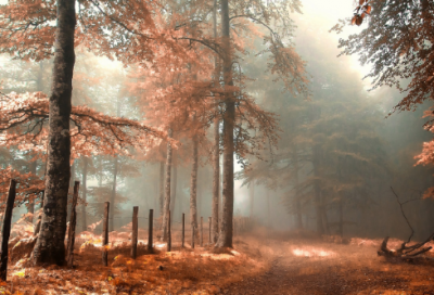 ​陈友谅起义是怎么回事 火烧陈友谅的故事