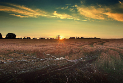 ​顾恺之的故事：点睛