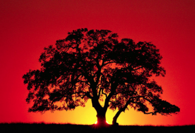 ​麦哲伦的故事 麦哲伦是怎么建起航海船队的