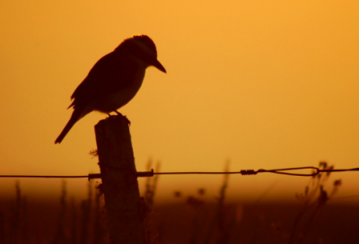 ​山涛简介,关于山涛的典故和故事