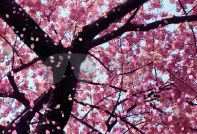 ​黄蓉的故事是怎么样的