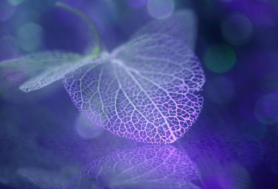 ​国王若昂大帝简介 若昂大帝的爱情故事介绍