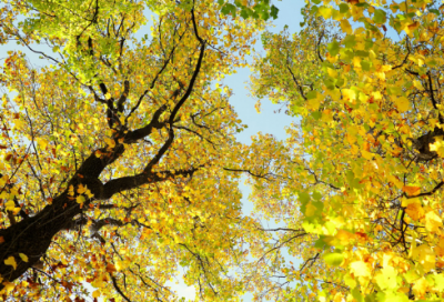 ​管理者要用正确的方法对待新员工：录音机与磁带的故事